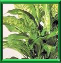 CANNE DU MUET - DIEFFENBACHIA