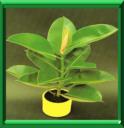 CAOUTCHOUC - FICUS ELASTICA