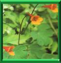 CAPUCINE TUBEREUSE - TROPAELUM TUBEROSA