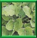 CARAMBIE - BRASSICA OLERACEA