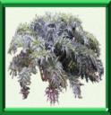 CARDON - CYNARA CARDUNCULUS