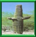 CARNEGIA - CARNEGIA GIGANTEA