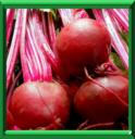 CAROTTE ROUGE - BETA VULGARIS