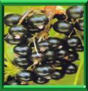 CASSISSIER - RIBES NIGRUM