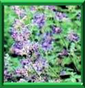 CATAIRE - NEPETA