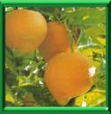 CEDRATIER - CITRUS MEDICA