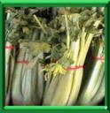 CELERI BRANCHE - APIUM GRAVEOLENS