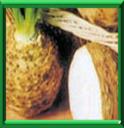 CELERI NAVET - APIUM GRAVEOLENS