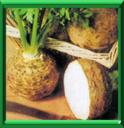 CELERI RAVE - APIUM GRAVEOLENS