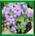 CELESTINE - AGERATUM HOUSTONIANUM