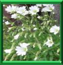 CERAISTE DES ALPES - CERASTIUM ALPINUM