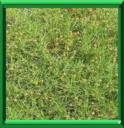 CERAISTE DES CHAMPS - CERASTIUM ARVENSE