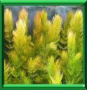 CERATOPHYLLE - CERATOPHYLLUM DEMERSUM