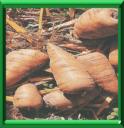CERFEUIL BUBEUX - CHAEROPHYLLUM BULBOSUM