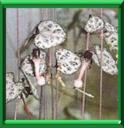 CHAINE DES COEURS - CEROPEGIA WOODI