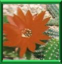 CHAMAECEREUS - CHAMAECEREUS SILVESTRII ou LOBIVIA SILVESTRII