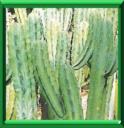 CHANDELLE BLEUE - MYRTILLOCACTUS GEOMETRIZANS