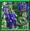 CHAR DE VENUS - ACONITUM NAPELLUS