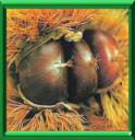 CHATAIGNIER - CASTANEA SATIVA