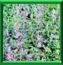 CHATAIRE - NEPETA