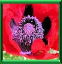 CHAUDIERE DU DIABLE - PAPAVER RHOEAS