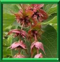CHEVREFEUILLE DE L'HIMALAYA - LEYCESTERIA FORMOSA