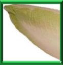 CHICON - CICHORIUM INTYBUS