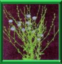 CHICOREE AMERE - CICHORIUM INTYBUS