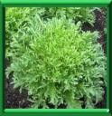 CHICOREE FRISEE - CICHORIUM ENDIVIA