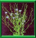 CHICOREE SAUVAGE - CICHORIUM INTYBUS