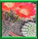 CHIGNON DE BELLE-MERE - ECHINOPSIS