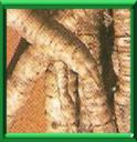 CHIROUIS - SIUM SISARUM