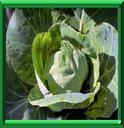 CHOU BLANC - BRASSICA OLERACEA Variété CAPITATA