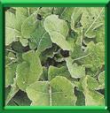 CHOU BRANCHU DE DAUBENTON - BRASSICA OLERACEA