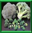 CHOU BROCOLI - BRASSICA OLERACEA
