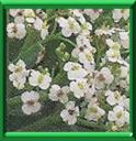 CHOU MARIN - CRAMBE MARITIMA