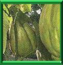 CHOUCHOU - SECHIUM EDULIS