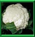 CHOU-FLEUR - BRASSICA OLERACEA