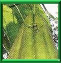 CHRISTOPHINE - SECHIUM EDULIS