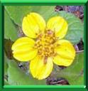 CHRYSOGONUM - CHRYSOGONUM VIRGINIANUM