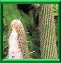 CIERGE LAINEUX - ESPOSTOA LANATA