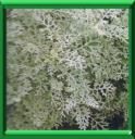 CINERAIRE MARITIME - SENECIO CINERARIA ou MARITIMA