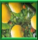 CITRONNIER - CITRUS LIMON