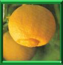 CITRONNIER DOUX - CITRUS LIMETTA