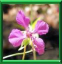 CLARKIA - CLARKIA