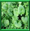 CLAYTONE DE CUBA - CLAYTONIA PERFOLIATA