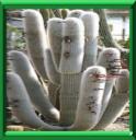 CLEISTOCACTUS - CLEISTOCACTUS STRAUSII