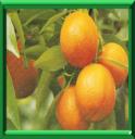 CLEMENTINIER - CITRUS RETICULATA ou CITRUS CLEMENTINA