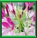 CLEOME EPINEUX - CLEOME SPINOSA