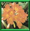 CLIVIA MINIATA - CLIVIA MINIATA